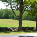 View album