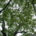 View album