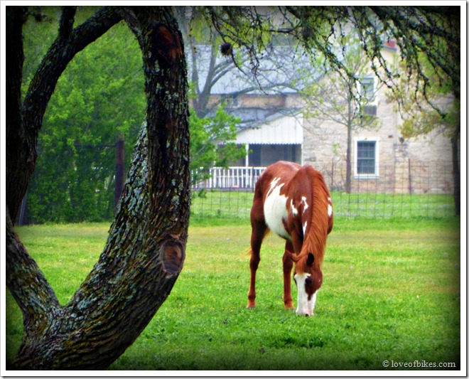 horse day 3