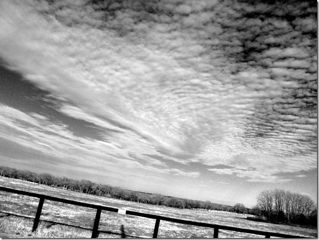 P1050966bw